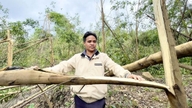 Ribut itu melanda, menumbangkan beribu-ribu hektar pokok akasia.