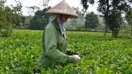 Sichere Teeproduktionspraktiken in Hanoi.