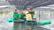 Lelaki yang membawa 'telur salmon biru' Vietnam ke dunia.