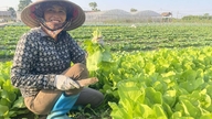 En närmare titt på grönsaksodlingsområdena i utkanten av Hanoi mitt under prisökningarna.