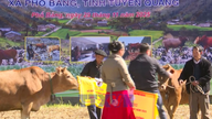 Tuyen Quang: V pohraniční obci Pho Bang se koná živý festival oslavující krásné krávy.
