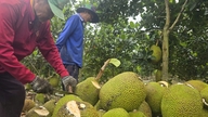 S otevřením Číny se vietnamský jackfruit snaží o export v hodnotě miliard dolarů.
