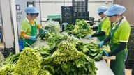 Το Ανόι στοχεύει στην παραγωγή πάνω από 400.000 τόνων ασφαλών λαχανικών ετησίως.