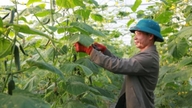 Pertanian bebas bahan kimia, tanah yang sehat, lingkungan yang bersih, dan peningkatan pendapatan.