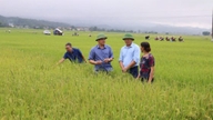 A nova "saúde" da agricultura de Dien Bien.