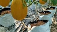 Viden fra markerne 'kommer ind' i drivhusene på cantaloupefarme.