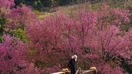 Mu Cang Chai: Om vinteren farver vilde ferskenblomster bjergsiderne lyserøde.