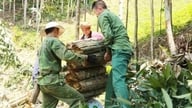 Perspektiven für den Zimtanbau in Ba Chẽ