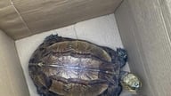 Rzadkie żółwie pudełkowe zostały wypuszczone z powrotem do swojego naturalnego środowiska w Pù Huống.