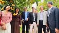 Provinslederne i Bac Ninh besøker en frukthage i Chu-distriktet.