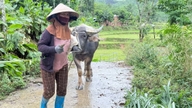 Ánh sáng tri thức về với những bản làng nuôi trâu