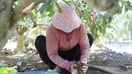 Kahve bitkileri su altında kaldı, hasatçı bulmak zorlaştı ve tüccarlar kahve almıyor.
