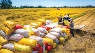 پیش‌بینی‌ها برای صادرات برنج در سال ۲۰۲۶ «معکوس» می‌شود