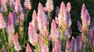 What diseases can the white cockscomb flower be used to treat?