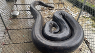 En 37 kg tung python, der forvildede sig ind i en have, blev fanget af lokale og afleveret til nationalparken.