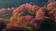 ベトナム北部で最も美しい茶畑に咲いていた桜の「森」は、なぜ根こそぎにされたのか？