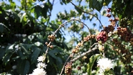 På grund af usædvanligt vejr blomstrer mange kaffeplantager lige når frugten høstes.
