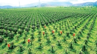 Cooperativele agricole exemplare creează un impuls pentru economia rurală din Lam Dong.