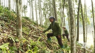 My Vy reduces poverty through forest-based economic development.