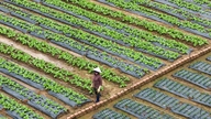 Don Duong sélectionne les cultures destinées à approvisionner le marché du Têt.