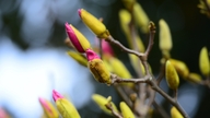 Hanoi-borgere fejrer Tet tidligt med magnoliablomster.