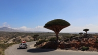 Socotra: Terokai pulau pokok darah naga yang misteri.