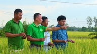 Doanh nghiệp, địa phương tăng tốc triển khai Đề án 1 triệu ha lúa ĐBSCL