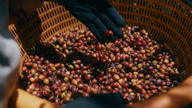 Do campo ao consumidor: a trajetória de uma marca de café vietnamita.