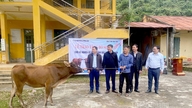 Thượng Nông tặng bò sinh sản cho các hộ nghèo