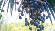 Vietän viikonlopun palaten kotikaupunkiini "metsästämään palmuja" (kiertoilmaus palmujen metsästykselle).