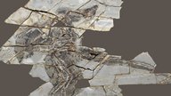 Et 160 millioner år gammelt fossilsett avslører ny innsikt i flyvende dinosaurer.