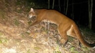 Leopardo - Uma espécie animal rara avistada pela primeira vez na natureza, no Vietnã.