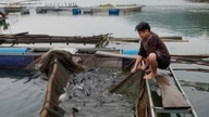 Vươn lên thoát nghèo nhờ nuôi cá lồng