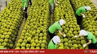 Ngành rau quả chuẩn hóa truy xuất nguồn gốc