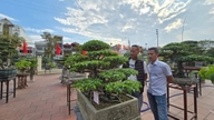 Et 'udstillingsvindue' for million-dollar bonsai-kunst af risbønder.