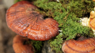 Kan Reishi-svampe bekæmpe kræft?