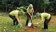 De provincie Lao Cai heeft haar doelstelling voor de aanplant van nieuwe productiebossen met 39% verhoogd.