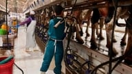 'Ho Giao' 4.0 atau renungan tentang industri tenusu: [Bahagian 2] Pelaburan penting, tiada 'penonjolan'
