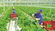 پائیدار زراعت اور موسمیاتی تبدیلیوں سے نمٹنے کے لیے ADB BIDV کے ساتھ 250 ملین ڈالر کا ٹیکہ لگانے کے لیے شراکت دار ہے۔