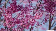 In Da Lat bloeien de kersenbloesems vroeg in de wijk Cau Dat, terwijl er in het stadscentrum verspreid roze bloesems verschijnen.