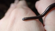 Pequenas cobras que se parecem com minhocas reapareceram após estarem desaparecidas por 20 anos.