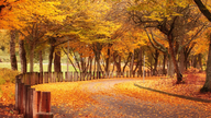 Découvrez Vancouver en automne : la beauté romantique de la côte Pacifique.