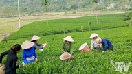 Pengeluaran daun teh segar mencapai 285,000 tan.