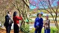 Kiraz çiçekleri Da Lat'ı pembeye boyayarak yılın başında turistleri buraya çekiyor.