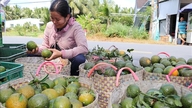 Vinh Long -mandariinit ovat vaikeuksissa.
