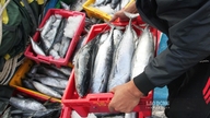 No início do ano, centenas de barcos de pesca da província de Gia Lai se alinharam para trazer os frutos do mar de volta à costa.