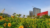 Ho Chi Minh City: Tutustu Saigon-joen varrella sijaitsevaan eloisaan auringonkukkapuutarhaan, jossa on tuhansia kukkia.