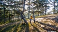 Đà Lạt mùa này đẹp đến lạ, cỏ tuyết ‘hẹn hò' với mai anh đào