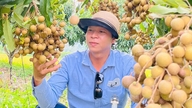 ওক ইও লংগান