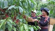 Сельское хозяйство подтверждает свою позицию как опоры экономики.